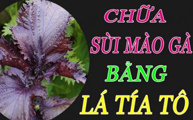  Chữa sùi mào gà bằng lá tía tô có tốt không?