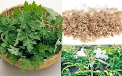 Chữa viêm phụ khoa bằng thảo dược dân gian có thật sự hiệu quả?