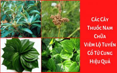 [ Tổng hợp ] 6 cây thuốc nam chữa viêm lộ tuyến cổ tử cung hiệu quả, an toàn