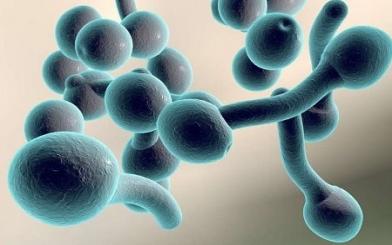 Nấm Candida ở nữ giới : Nguyên nhân, triệu chứng và cách điều trị hiệu quả