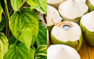 Trị trĩ nội với lá trầu không và nước dừa: phương pháp tự nhiên hiệu quả