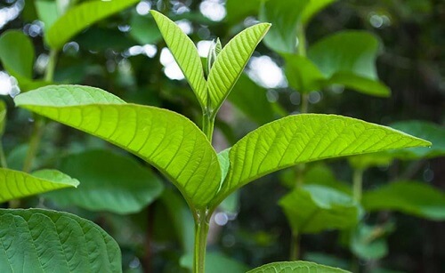 Nhai búp ổi non sạch với muối trắng
