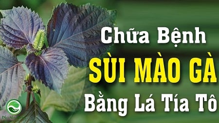 Tía tô chữa sùi mào gà hiệu quả