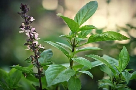 Cách chữa viêm lộ tuyến cổ tử cung tại nhà bằng húng quế