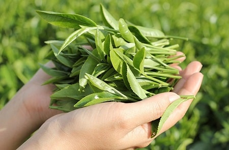  Dùng lá chè xanh trị viêm phụ khoa 