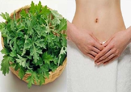 Lá ngải cứu  trị viêm phụ khoa tại nhà