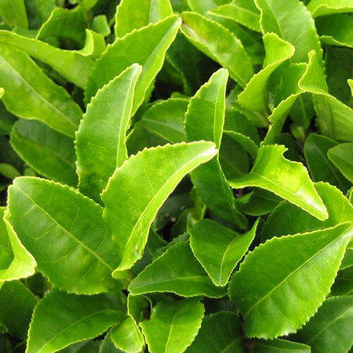 Cây thuốc chữa viêm cổ tử cung nhẹ bằng lá chè