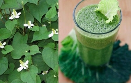  Uống rau diếp cá điều hòa kinh nguyệt 