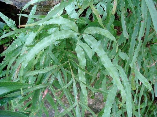 Cây phượng vĩ thảo