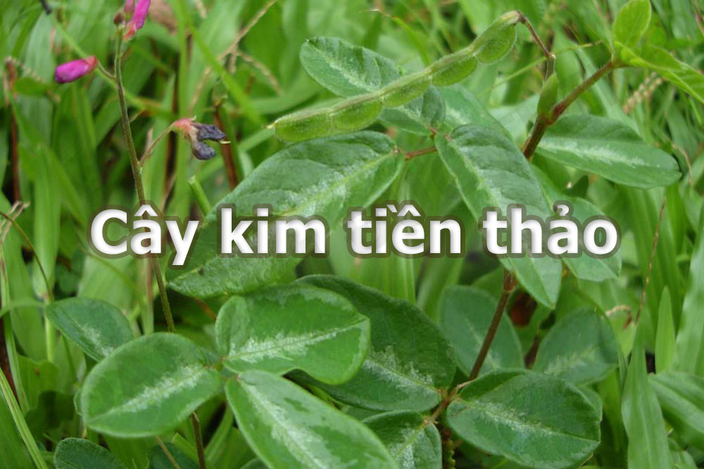 Cây Kim Tiền Thảo chữa tiểu buốt