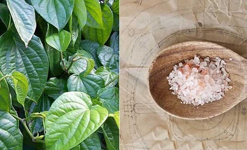 Chữa viêm lộ tuyến cổ tử cung bằng lá trầu không và muối