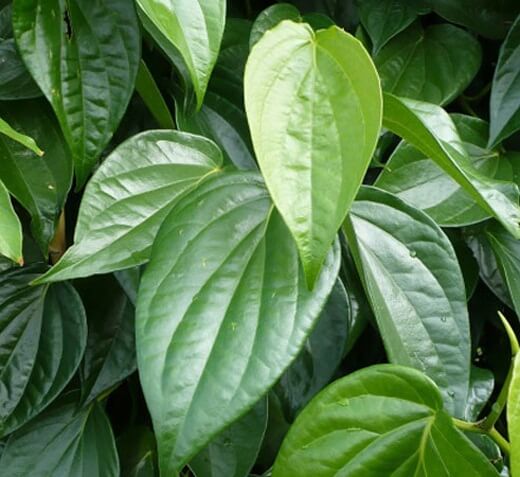Chữa viêm cổ tử cung bằng lá trầu không