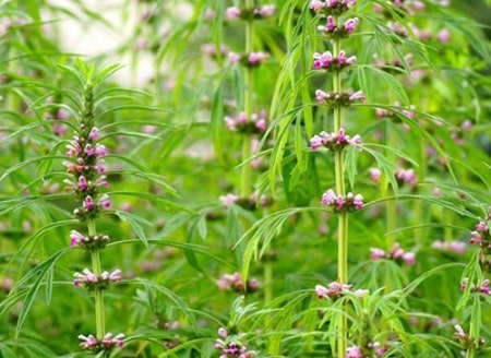 Chữa viêm phụ khoa bằng ích mẫu
