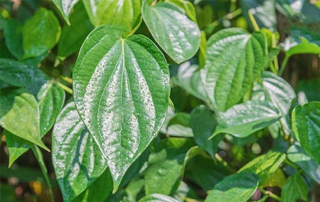 Trị viêm niệu đạo tại nhà với lá trầu không