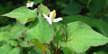 Vì sao lại trị viêm nhiễm phụ khoa bằng rau diếp cá