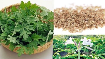Bài thuốc dân gian trị ngứa vùng kín từ rau diếp cá