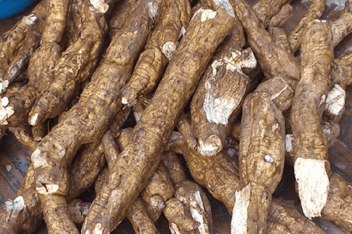 Chữa bằng củ sắn dây