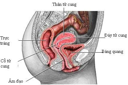 Cách điều trị bệnh viêm bàng quang cấp cho phụ nữ có thai
