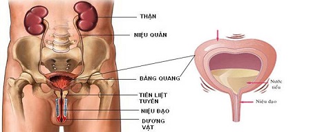 Phác đồ điều trị viêm bàng quang cấp nam giới