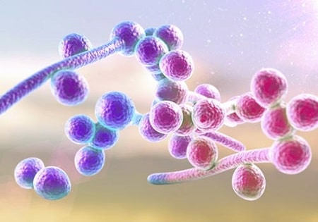 Hình ảnh nấm candida soi tươi trông như thế nào ?