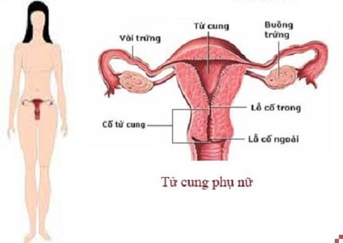 hình ảnh tử cung phụ nữ