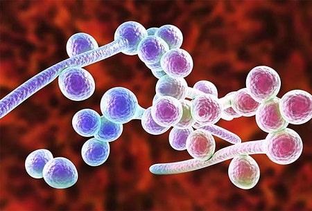 Thông tin khái quát về nấm Candida - mối hiểm họa cho nữ giới