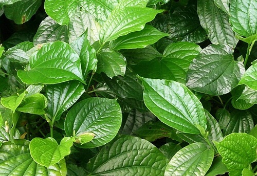 Chữa khí hư có mùi hôi tại nhà với lá lốt