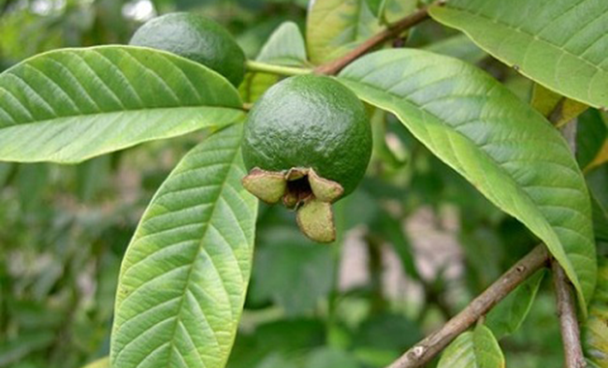 Lá ổi chữa khí hư hôi tanh