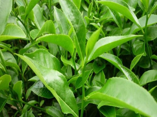 Lá trà xanh chữa khí hư hôi tanh