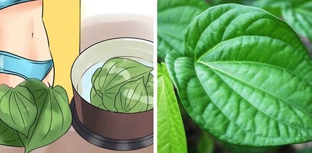 Những lưu ý khi sử dụng lá trầu không điều trị viêm phụ khoa
