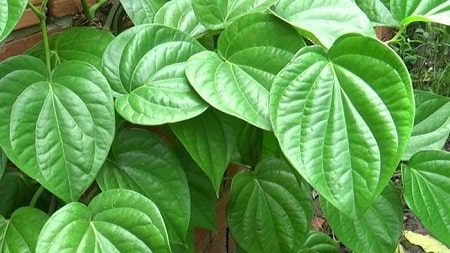 Lá trầu không là gì? Công dụng lá trầu không khi chữa viêm phụ khoa