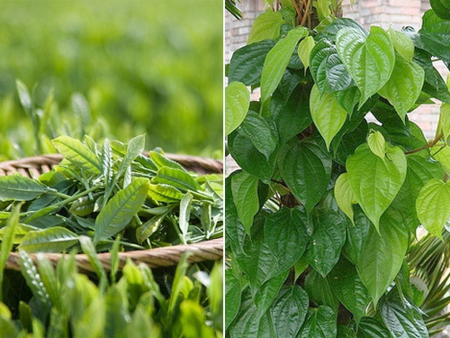 Lá trầu không kết hợp chè xanh