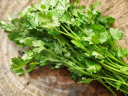 Lưu ý khi sử dụng rau mùi chữa bệnh trĩ 