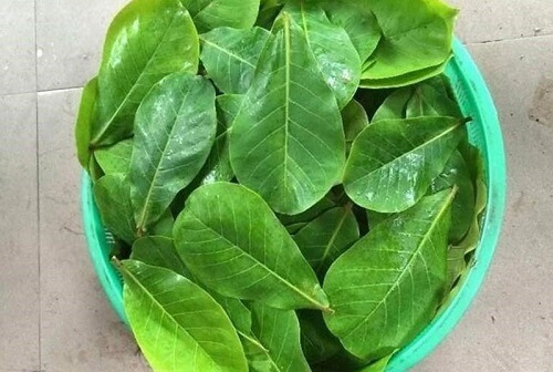 Rửa thật sạch lá bàng