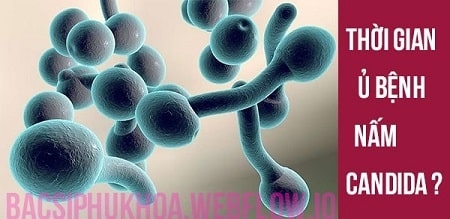Thời gian ủ bệnh nấm Candida là bao lâu ?