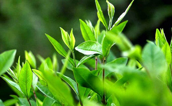Lá trà xanh thu nhỏ vùng kín