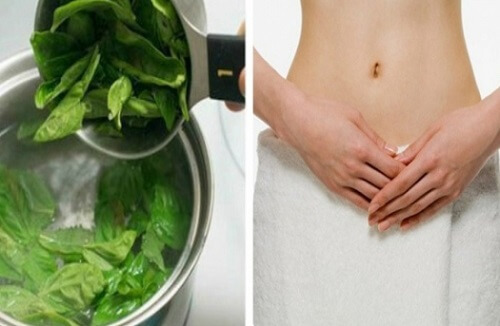 Vệ sinh vùng kín bằng lá chè xanh