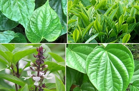 Điều trị ngứa vùng kín bằng mẹo dân gian