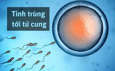 Xuất tinh và quá trình thụ thai có mối liên hệ như thế nào?